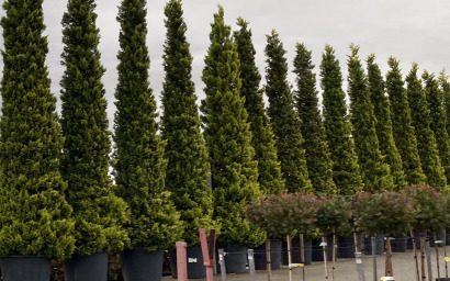 cupressocyparis leylandi gold rider